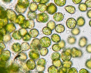 Mikroalge Chlorella vulgaris